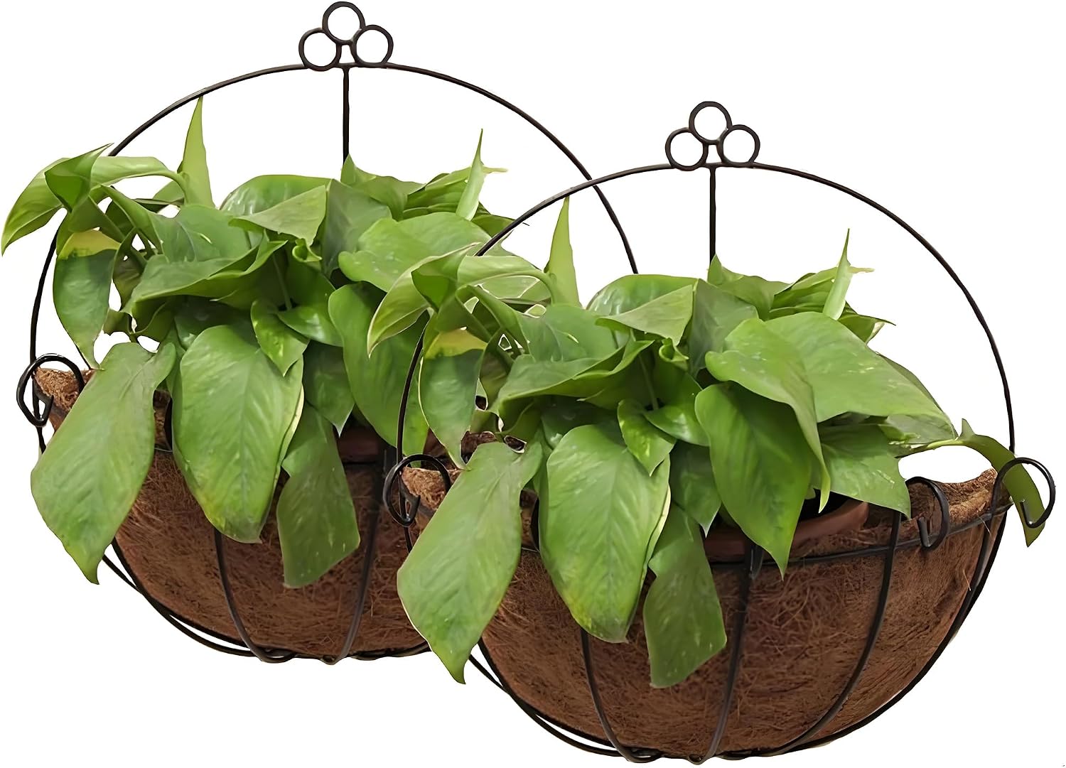 Metal Wall Hanging Basket with Coco Liner